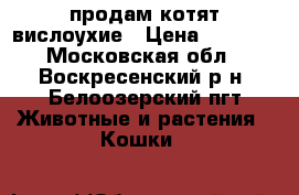 продам котят вислоухие › Цена ­ 3 000 - Московская обл., Воскресенский р-н, Белоозерский пгт Животные и растения » Кошки   